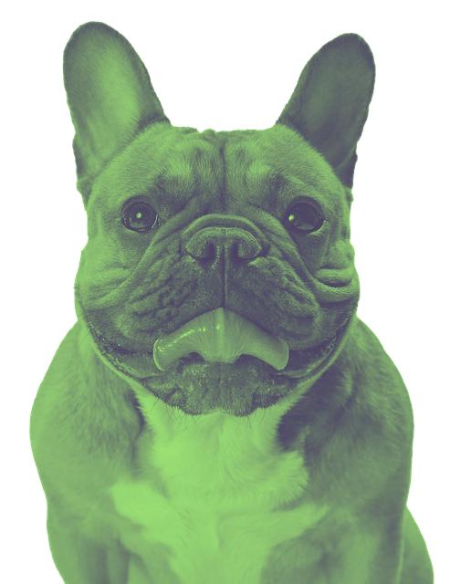 Vyživování psů s Parkinsonem: Jaké potraviny jsou prospěšné?