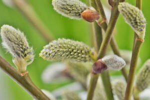 Alergie a ztráta čichu: Jak se vyhnout alergenům a obnovit smysly