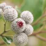 Homeopatie a ztráta čichu: Přírodní cesta k uzdravení