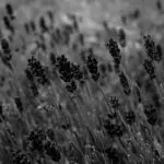 Ztráta čichu u psa: Odborný pohled na tento zdravotní problém