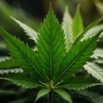 Alzheimerova choroba a konopí: Aktuální výzkum a možnosti léčby