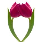 Dárky k Vánocům pro Důchodce: 10 Nápadů na Oslavu!